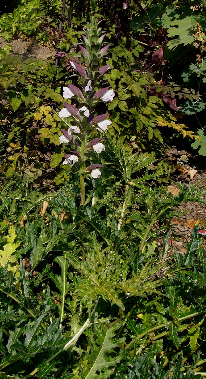 Acanthaceae